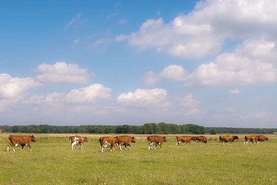 Herde Mutterkühe auf der Weide