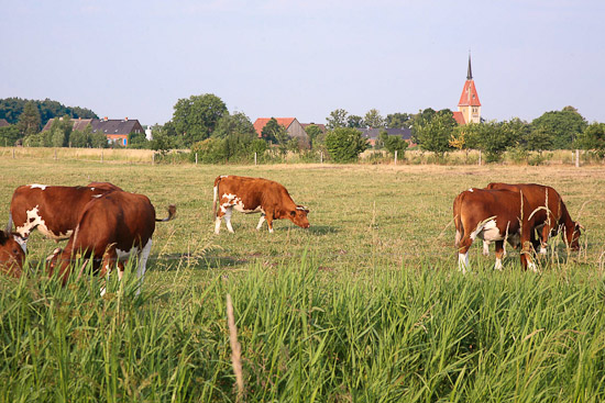 Rotbunte auf der Weide