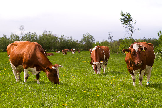 Bild: Rotbunte Kühe auf der Weide