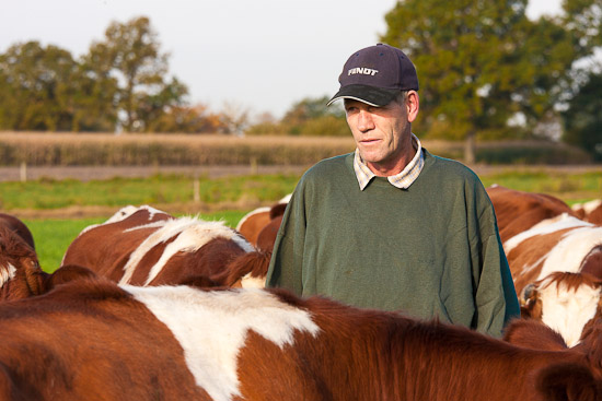 Bild: Bauer unter Rotbunten Kühen auf der Weide